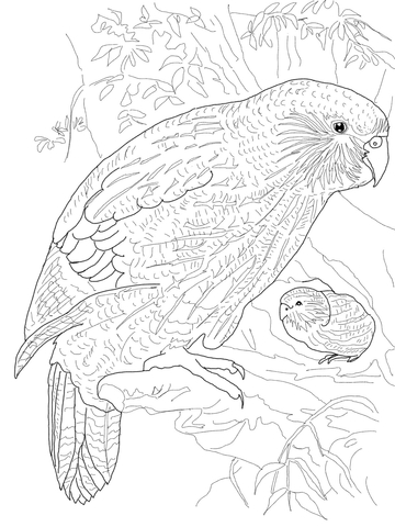 Kakapo Parrot Coloring Page